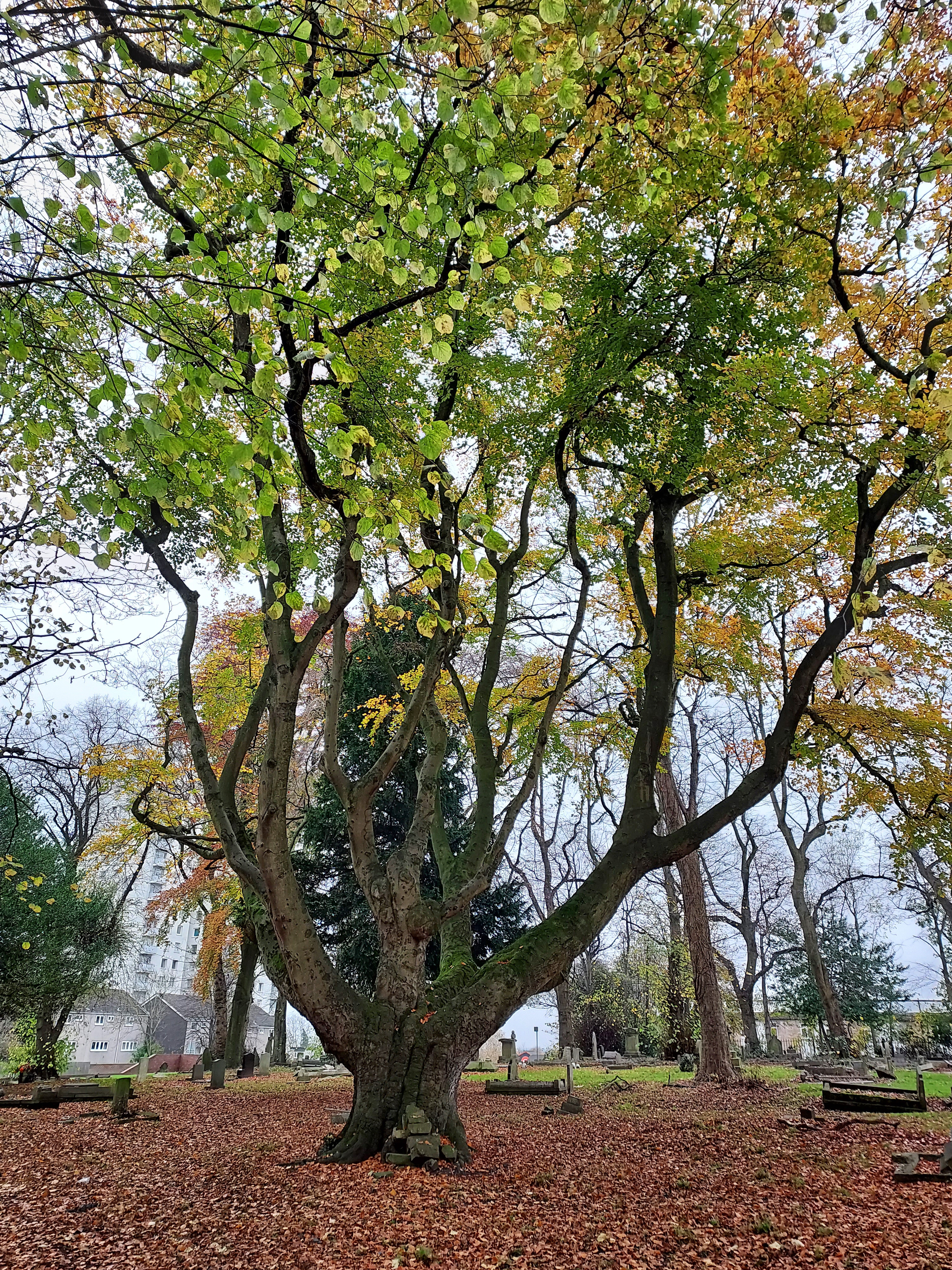 The coppard beech tree at Wednesfield Burial Ground